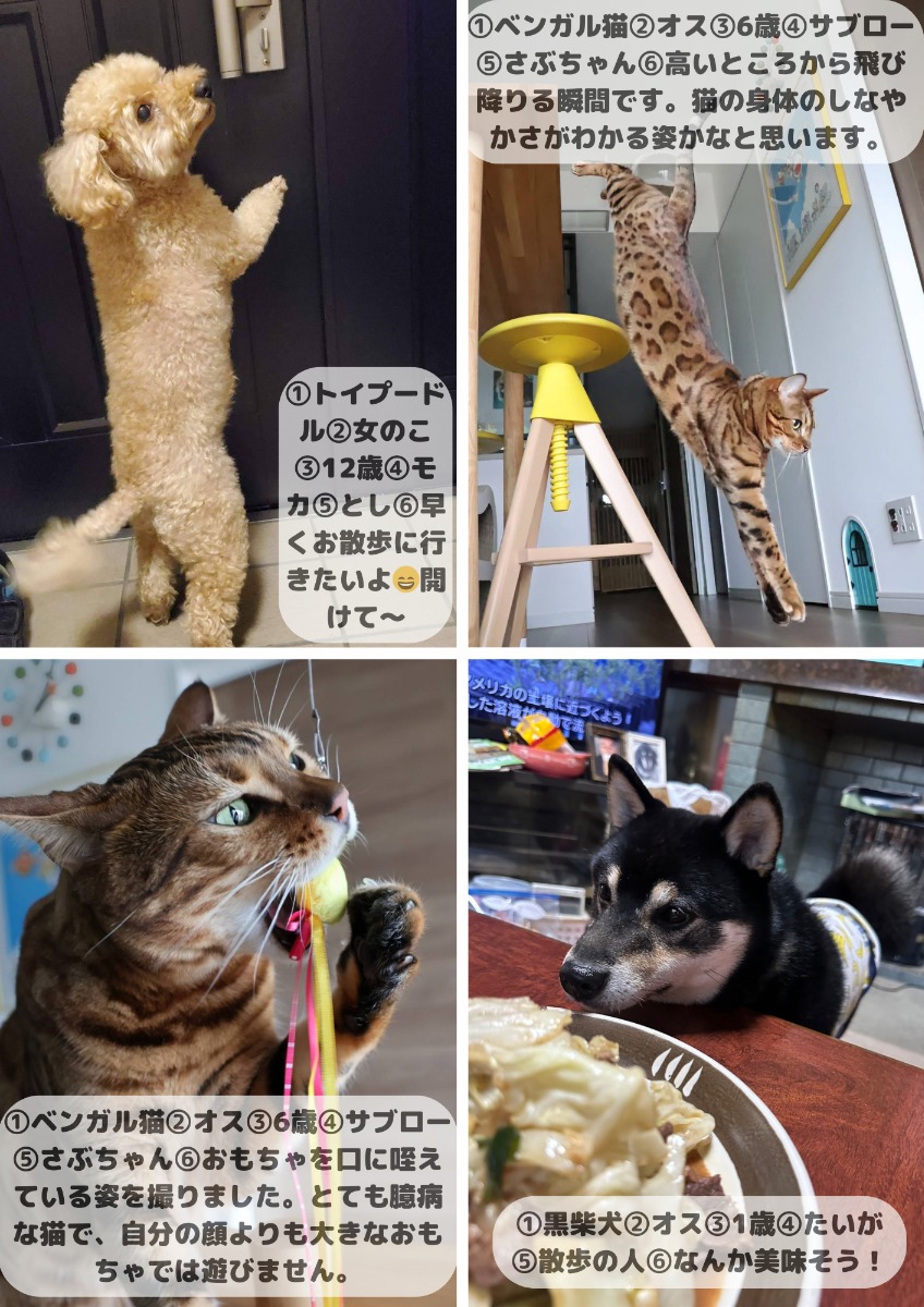 【ペットフォトコンテスト】幸せを呼ぶペットライフ　We LOVE Pet2024年8・9月版