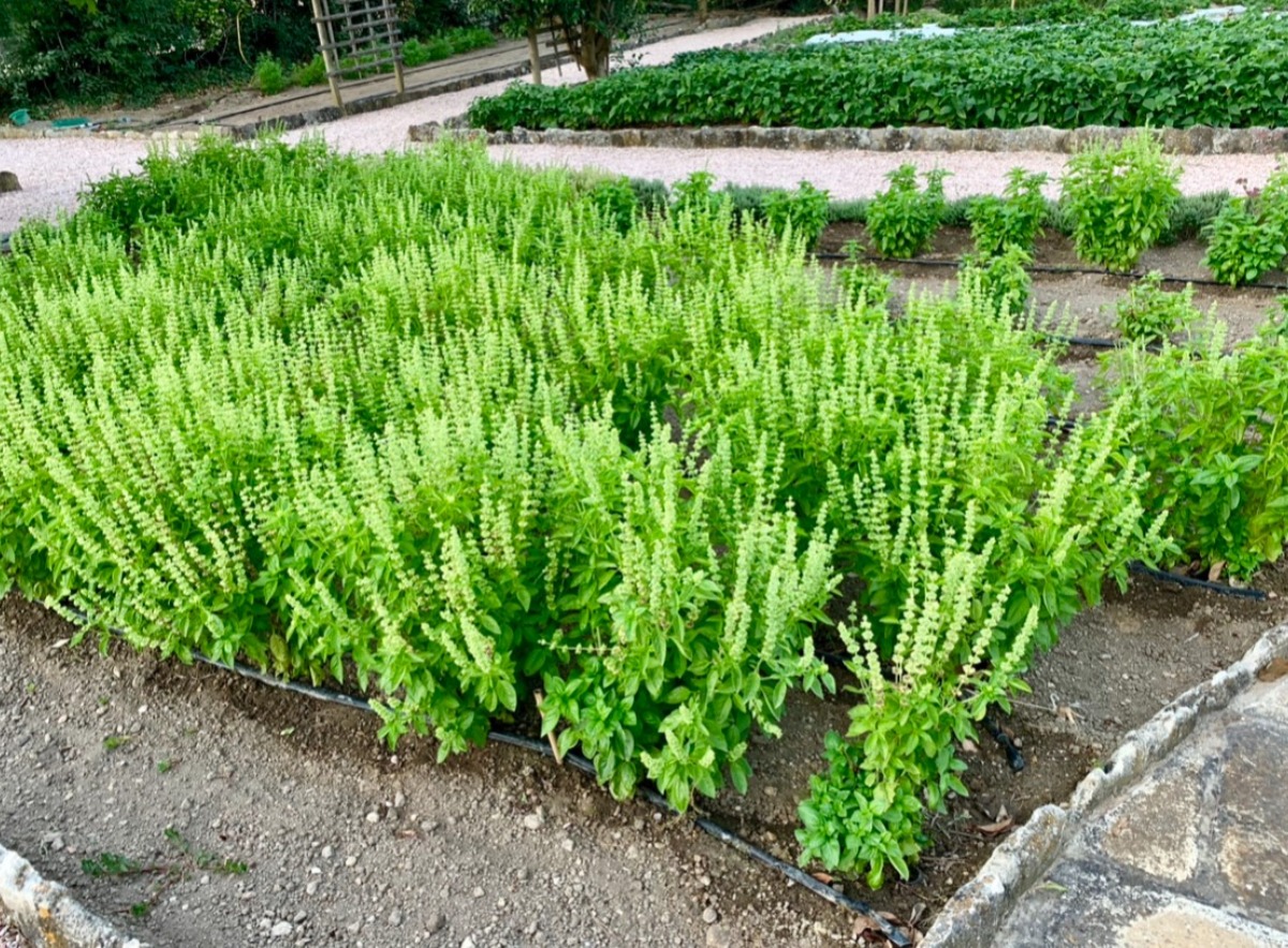 ハーバルライフ｜フランスの旅で感じた、植物のある暮らし