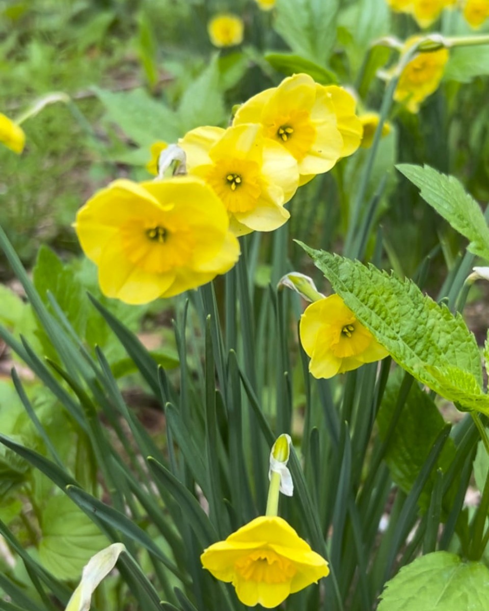 北海道 宿根草の育て方｜9月　初秋の庭の管理と秋植え球根