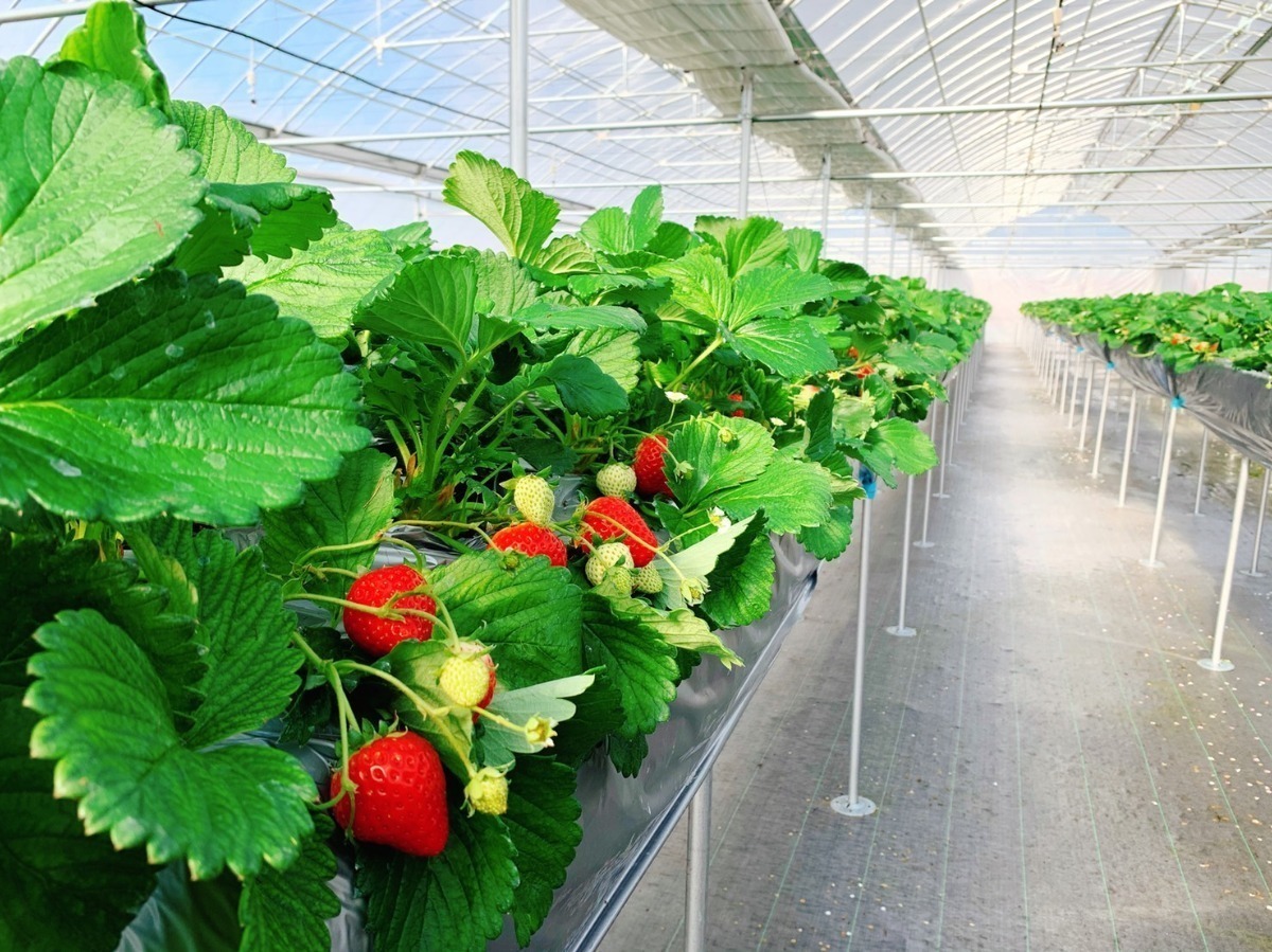 【2026最新版】徳島いちご狩りスポット・おすすめ14選！家族のおでかけ＆レジャーにぴったり