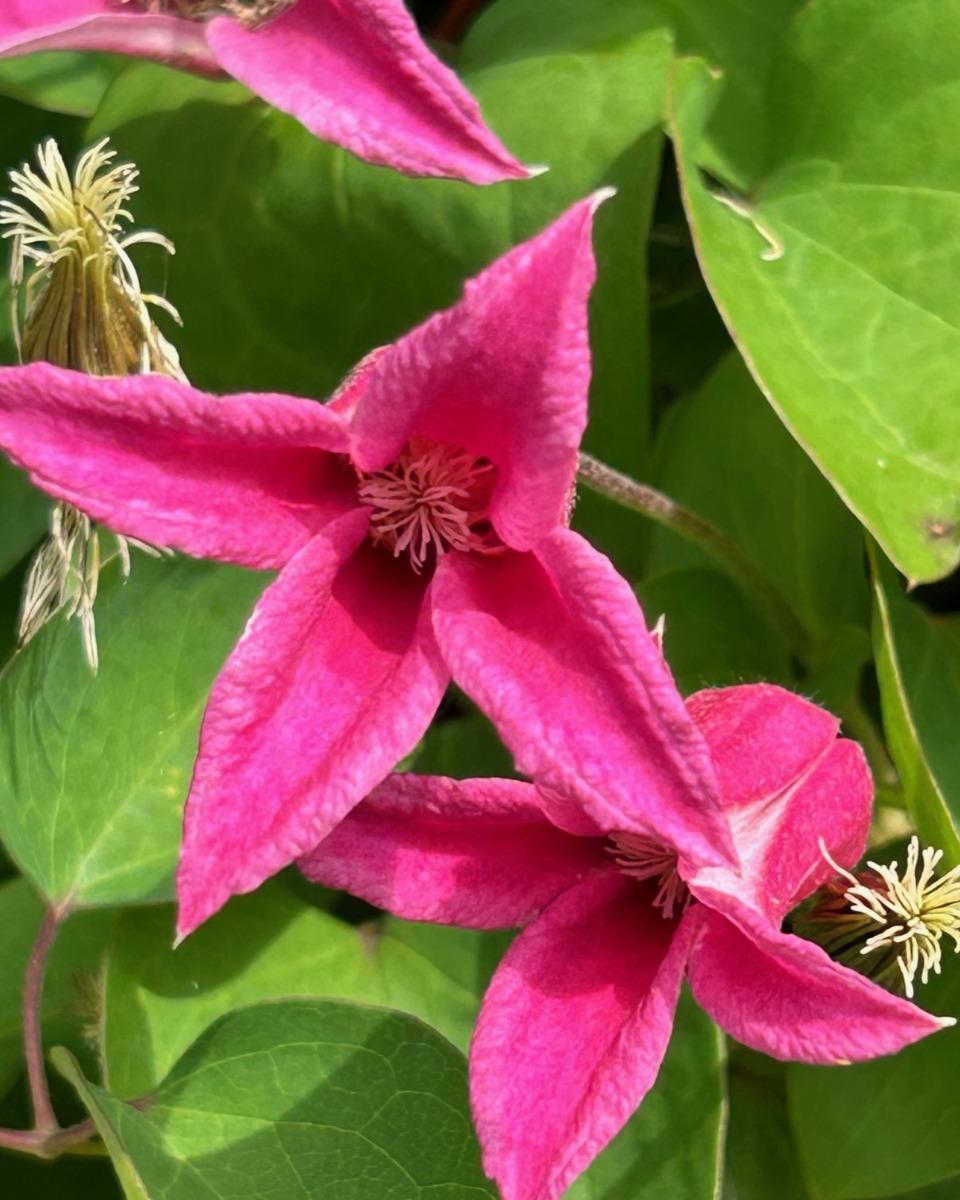 北海道の庭｜今週の花　今が盛りのクレマチス！