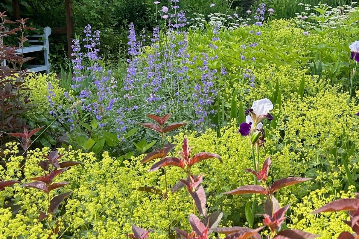 北海道の庭｜今週の花　演出に万能なアルケミラ・モリス