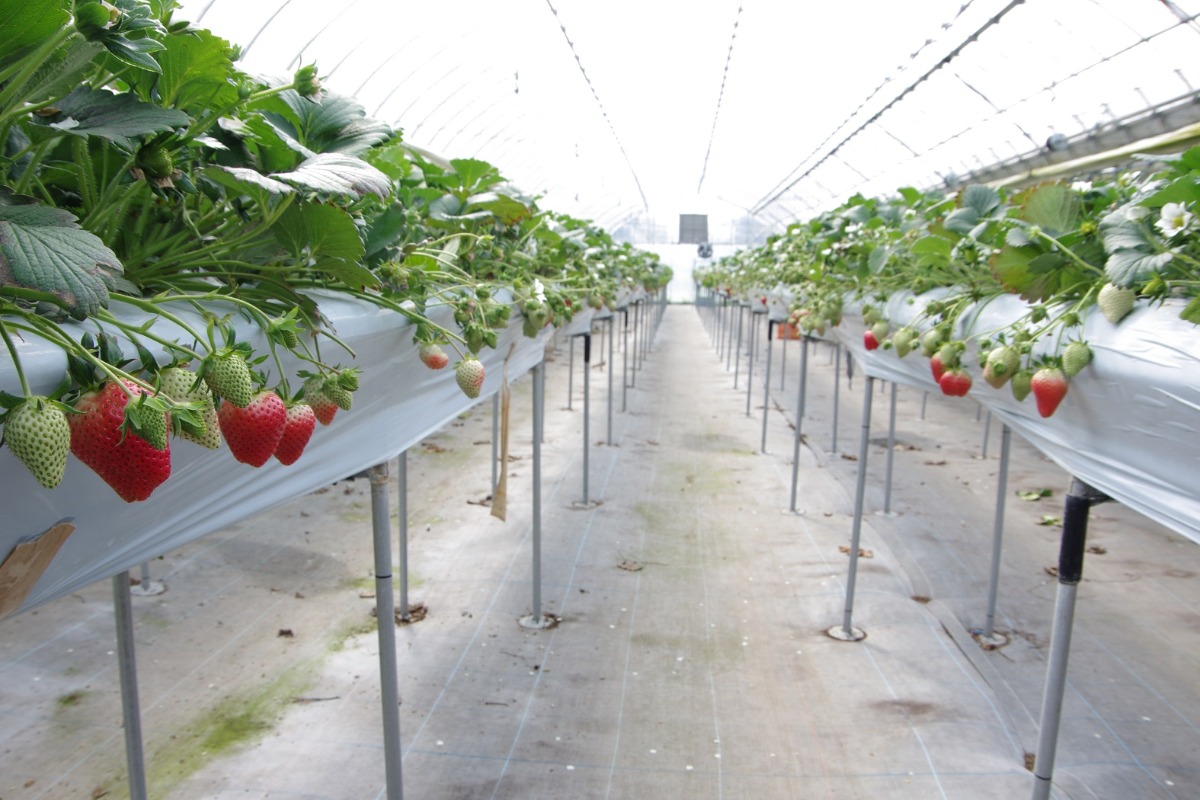 《鳴門市／Strawberry farm HAMADA》シーズン到来！甘酸っぱいイチゴを思う存分楽しめる徳島の最新スポット
