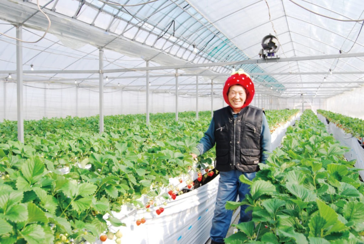 【2026最新版】徳島いちご狩りスポット・おすすめ14選！家族のおでかけ＆レジャーにぴったり