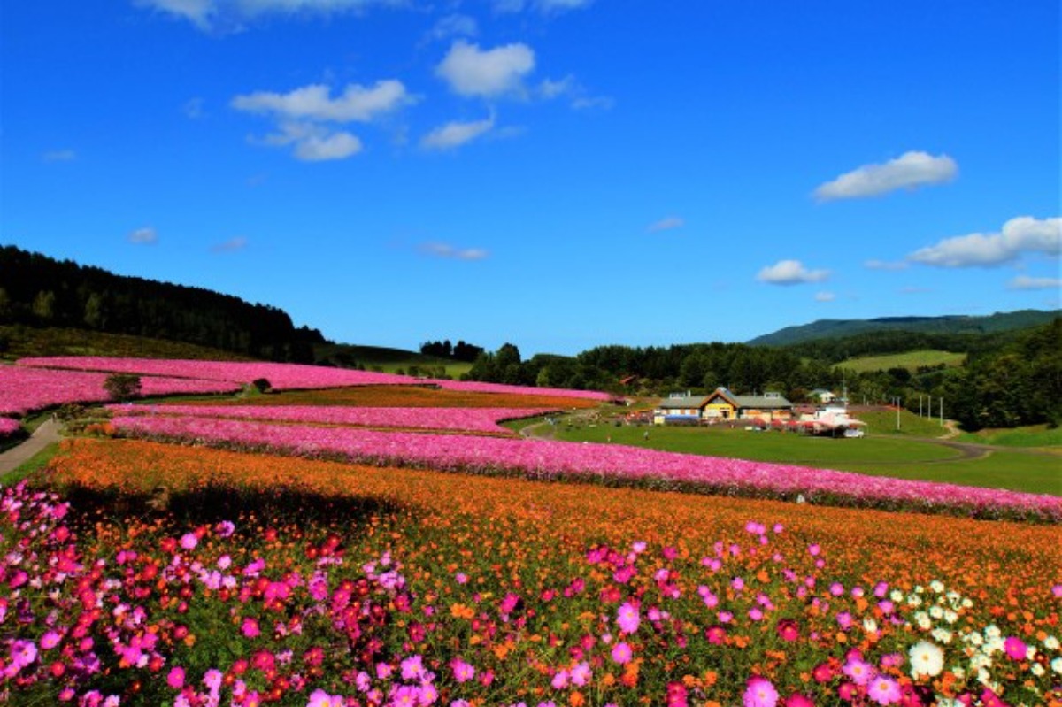 丘一面に満開の花！「太陽の丘コスモスフェスタ2024」9月8日開催