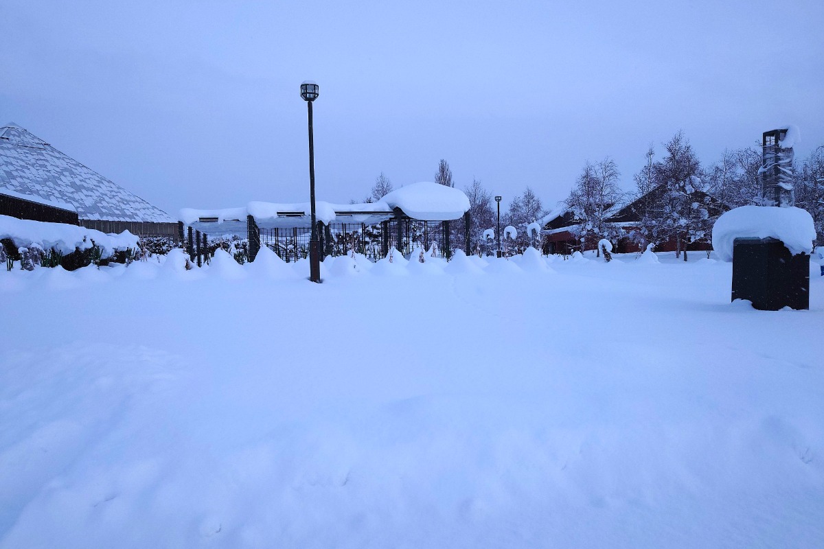 北海道 バラの育て方｜1月　挿し木の方法の一つ「休眠挿し」