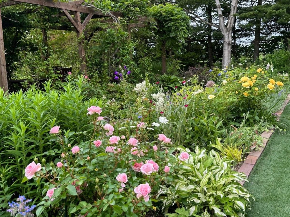 北海道の庭｜今週の花　バラの季節