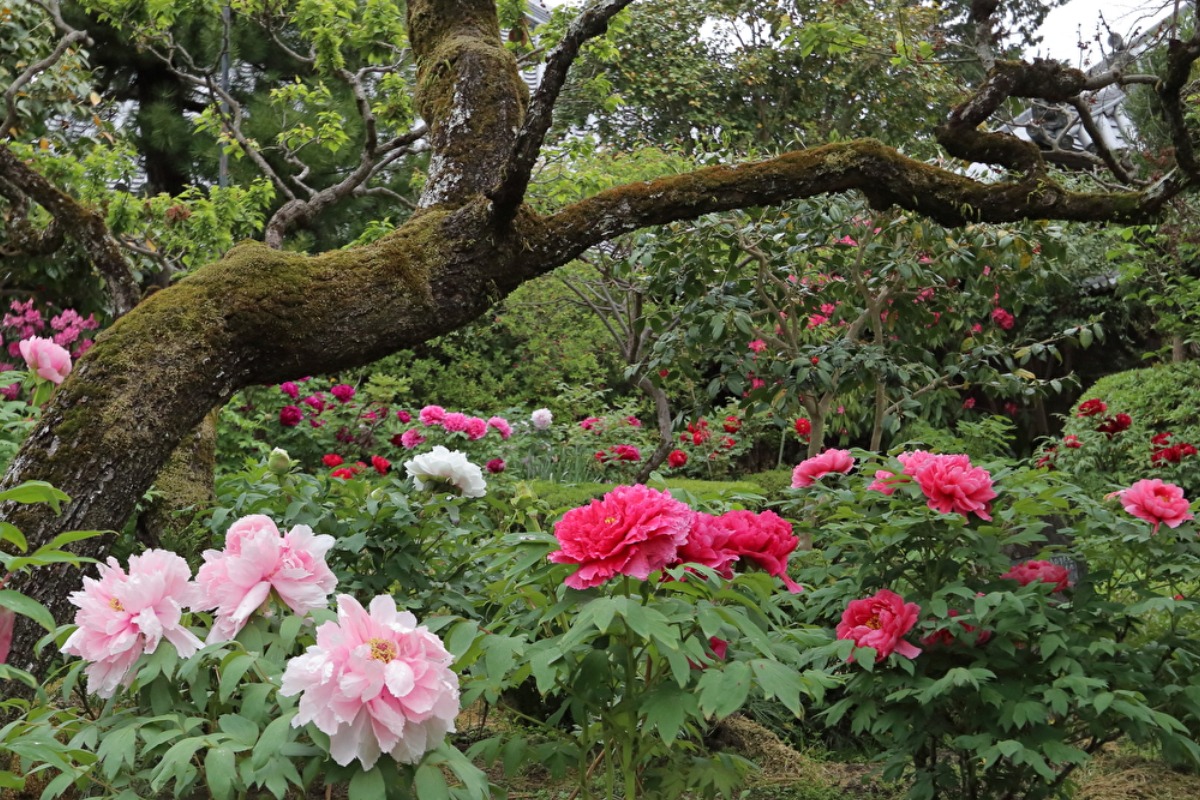 【2023年】桜の後に楽しめる！「奈良県」の春の花6選