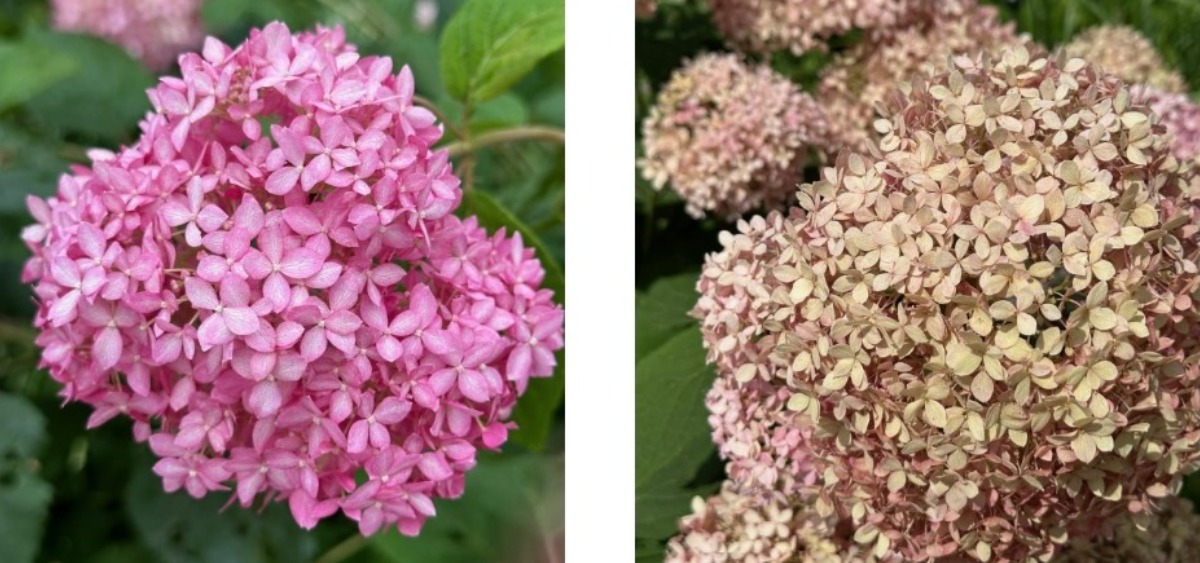 北海道の庭｜今週の花　趣があるアジサイ、華やかなアナベル