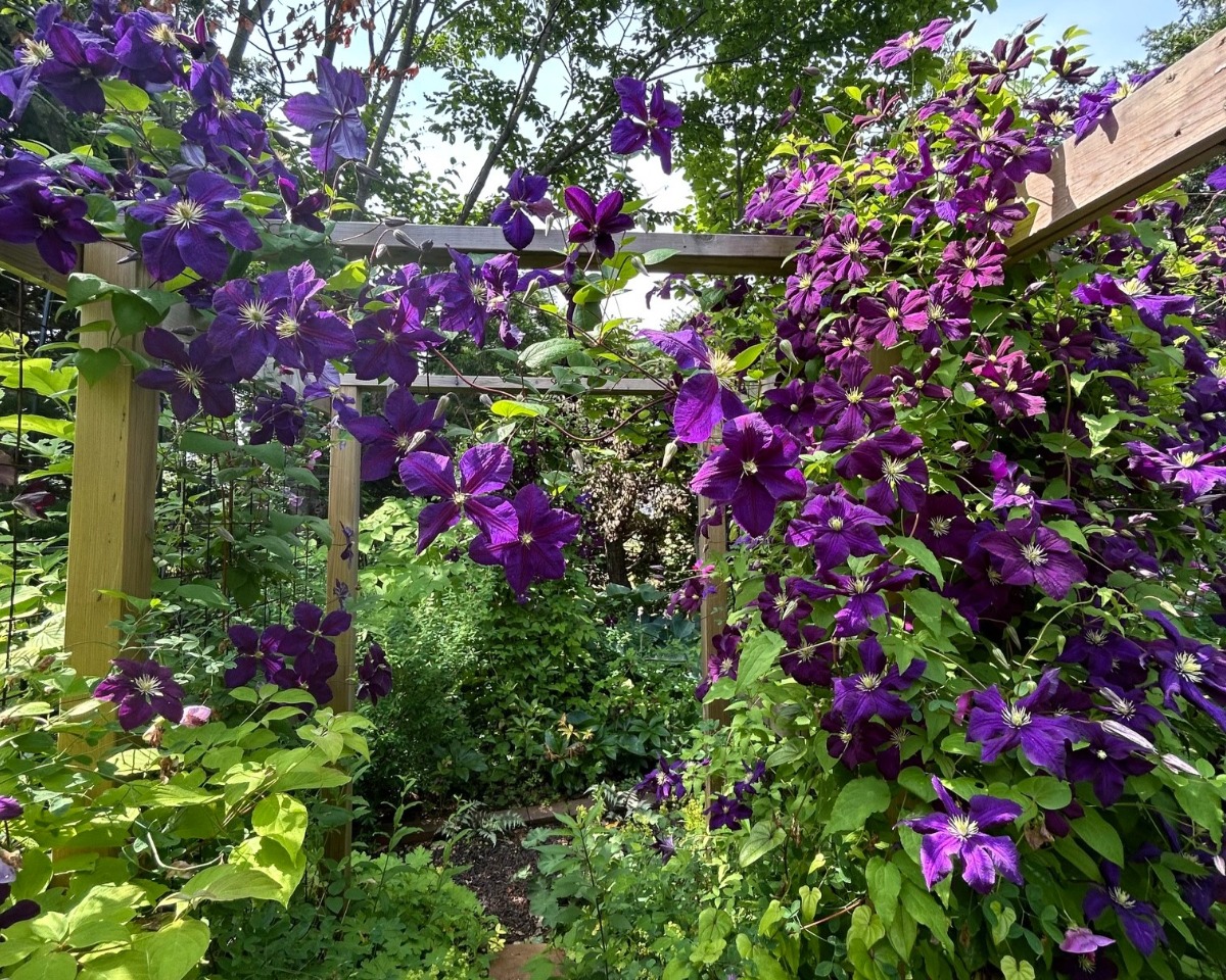 北海道の庭｜今週の花　今が盛りのクレマチス！