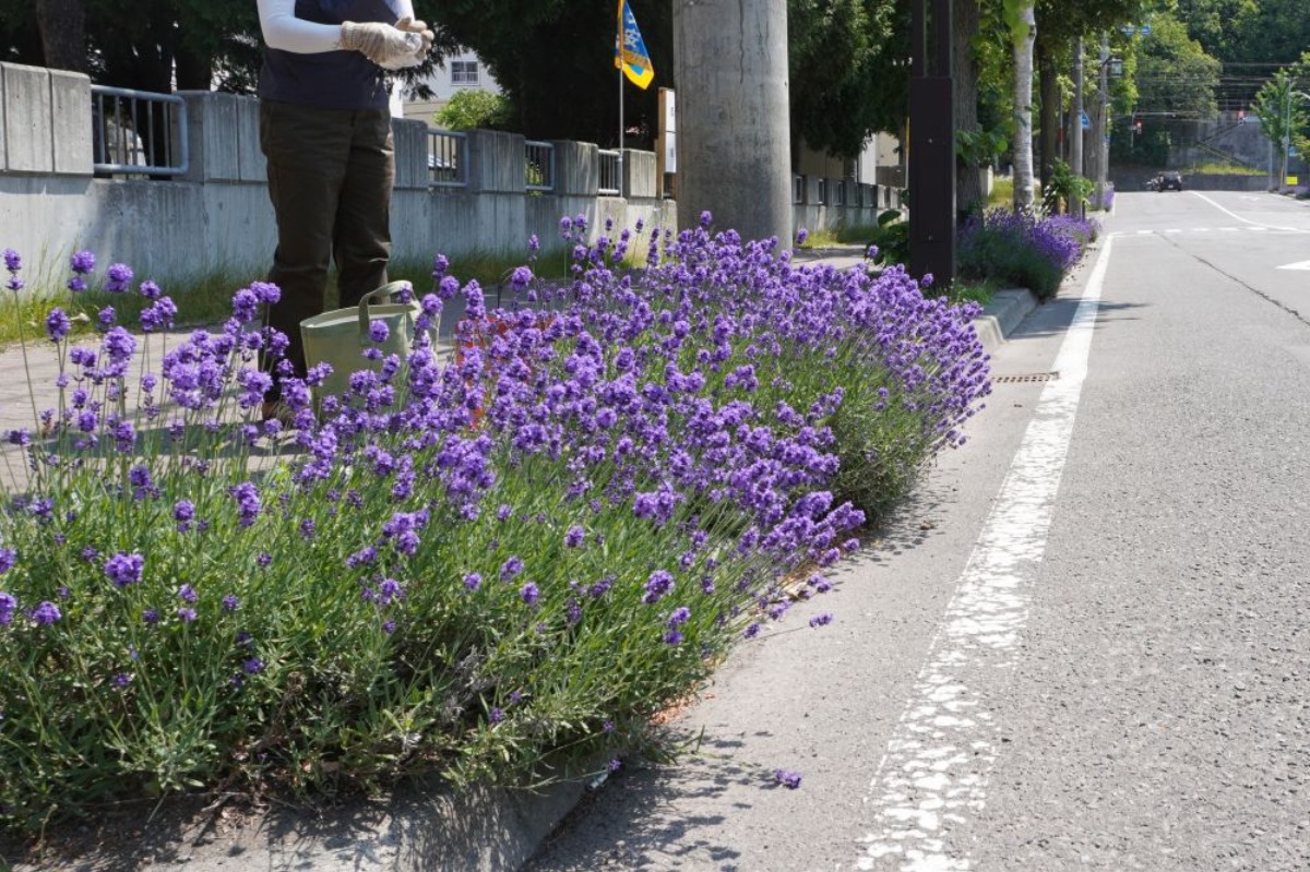 ポタジェ|街路マスの花壇に咲くラベンダーの手入れと活用