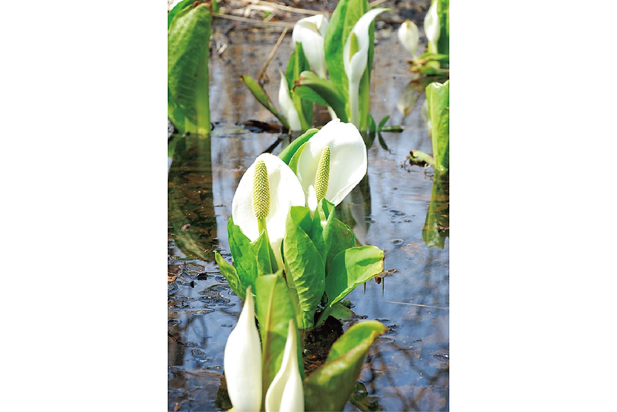 南北海道から北東北へ｜七飯町　自然環境豊かな函館市に隣接した、 進取の精神が満ちあふれるまち