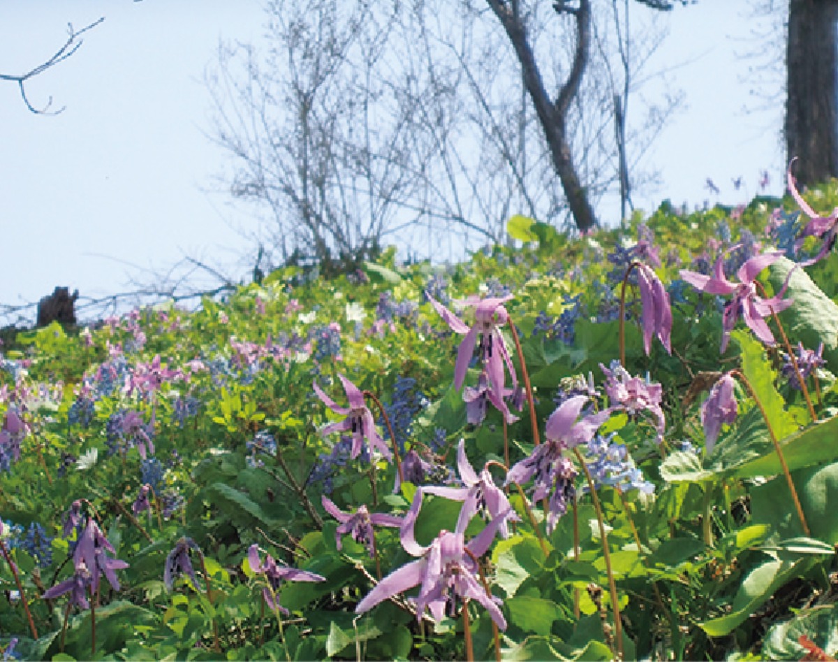 ふるさと納税｜ニセコ町　安心して暮らせる基盤を整備する、 住むことが誇りに思えるまち