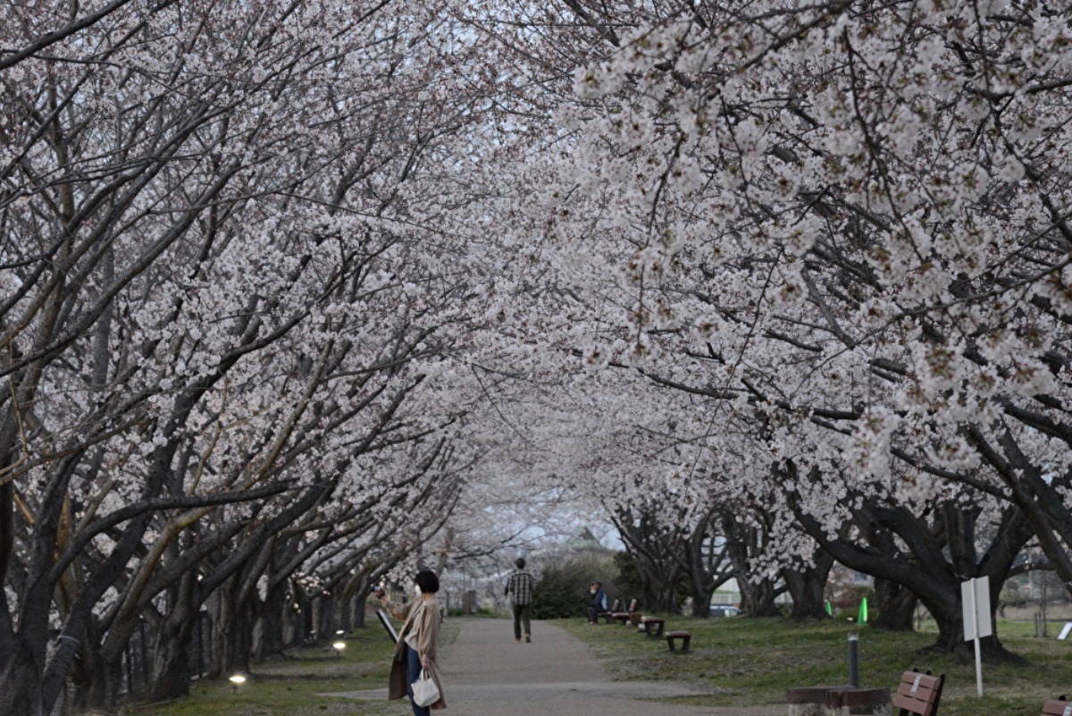歴史を感じる公園でサクラまつり開催【奈良の桜2022／唐古・鍵遺跡史跡公園／田原本町】