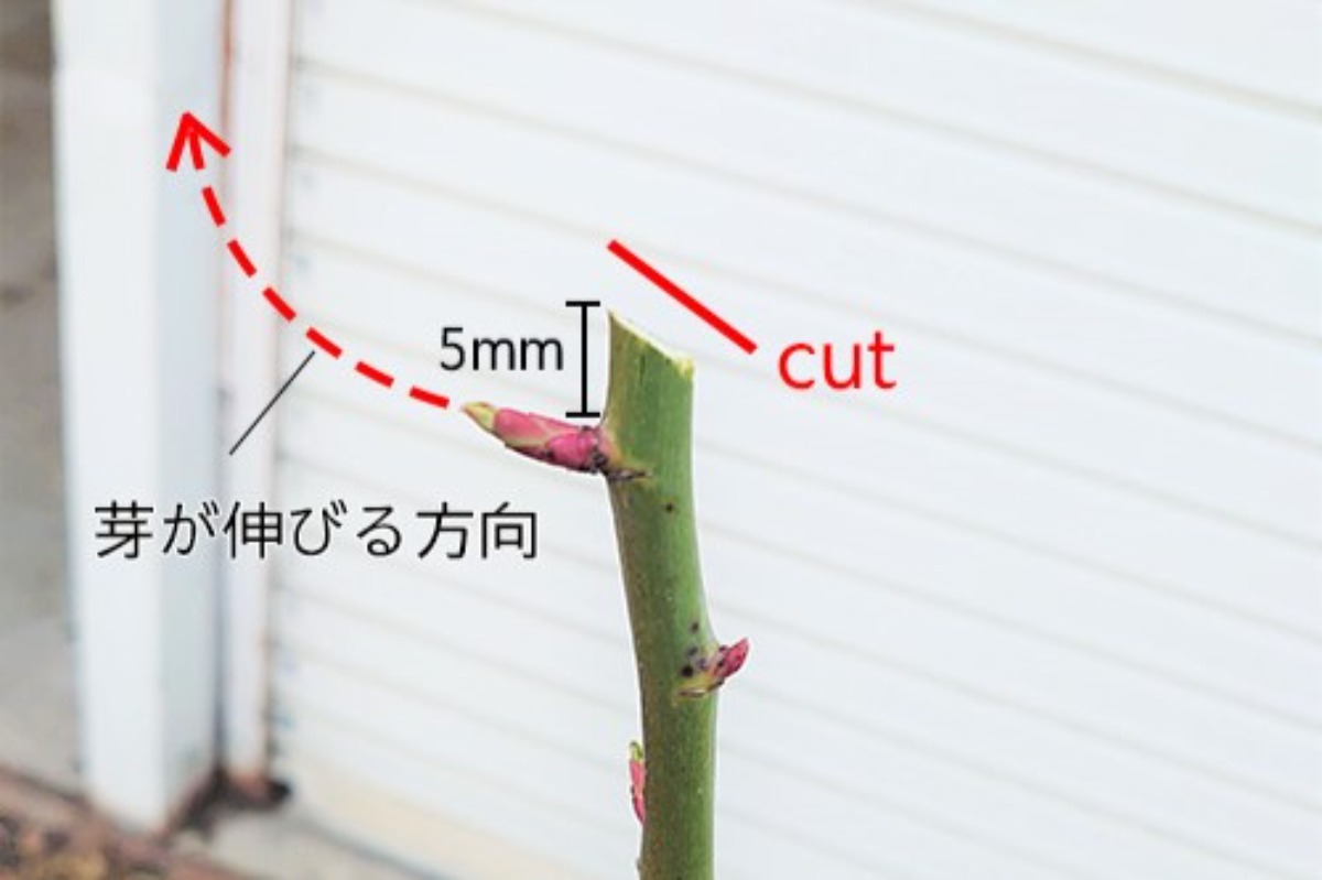 北海道 バラの育て方|4月 春は不要な枝・樹形を整える剪定から!