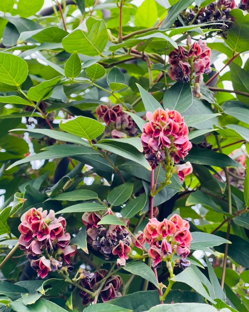 ハーバルライフ｜初夏から盛夏に向かって、庭を彩るハーブの花々