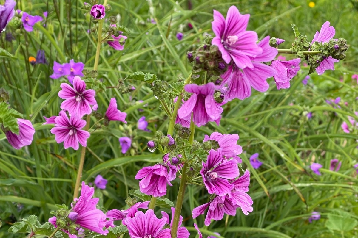 ハーバルライフ｜初夏から盛夏に向かって、庭を彩るハーブの花々