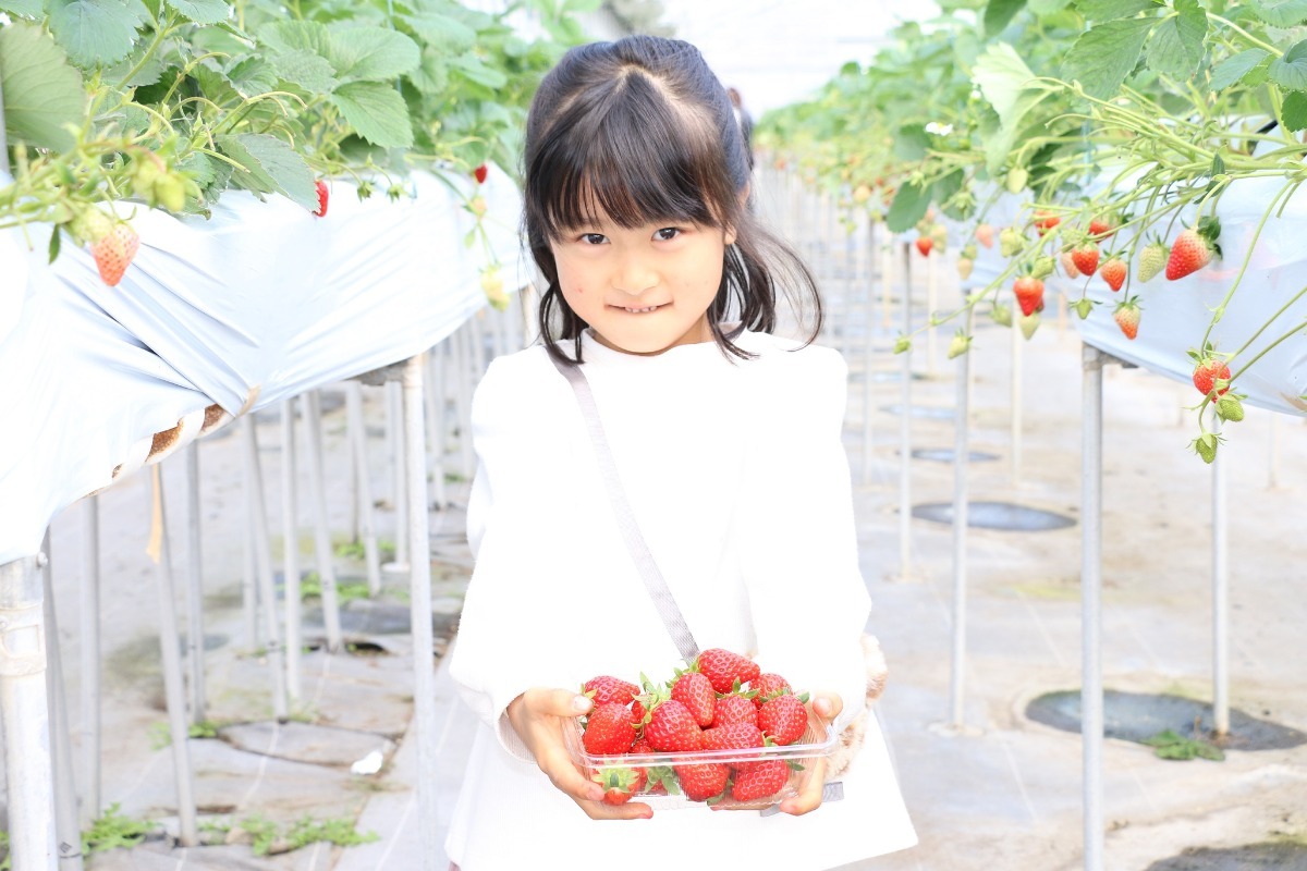 【2026最新版】徳島いちご狩りスポット・おすすめ13選！家族のおでかけ＆レジャーにぴったり