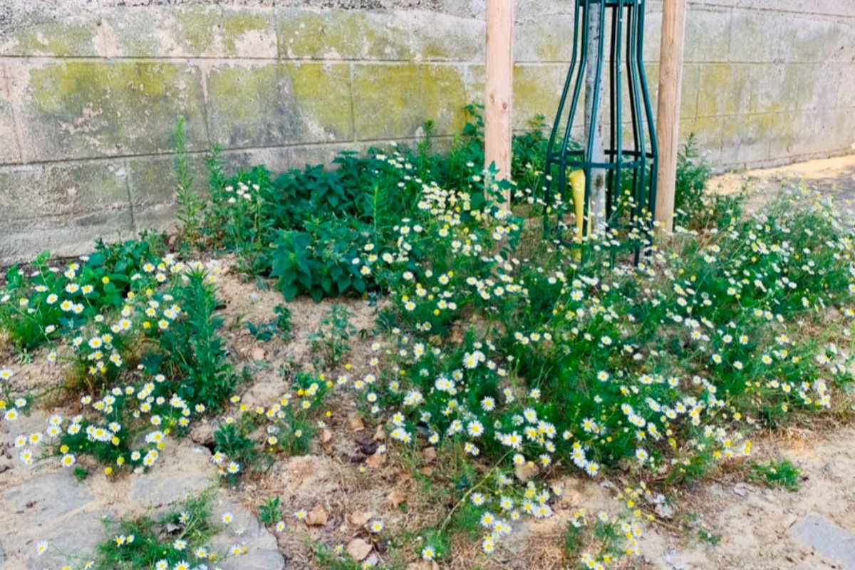 ハーバルライフ｜フランスの旅で感じた、植物のある暮らし