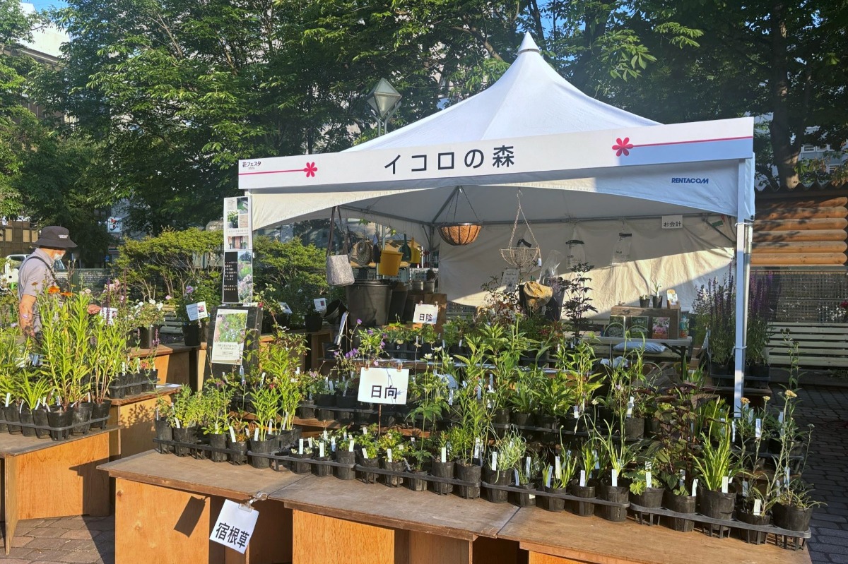 札幌・大通公園の「花フェスタ2025」へ。6月29日まで開催中!