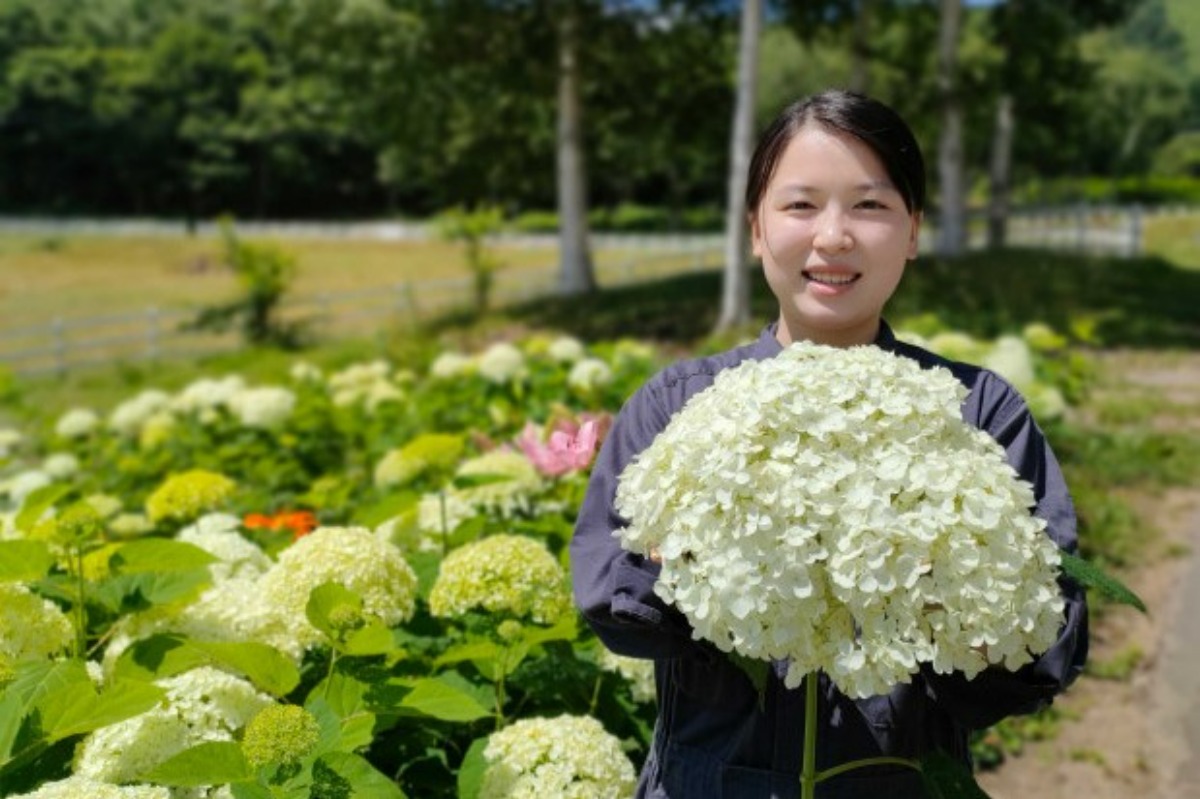 ルスツリゾートの「花のみち ル・ノンノ」でアナベルが見ごろ！