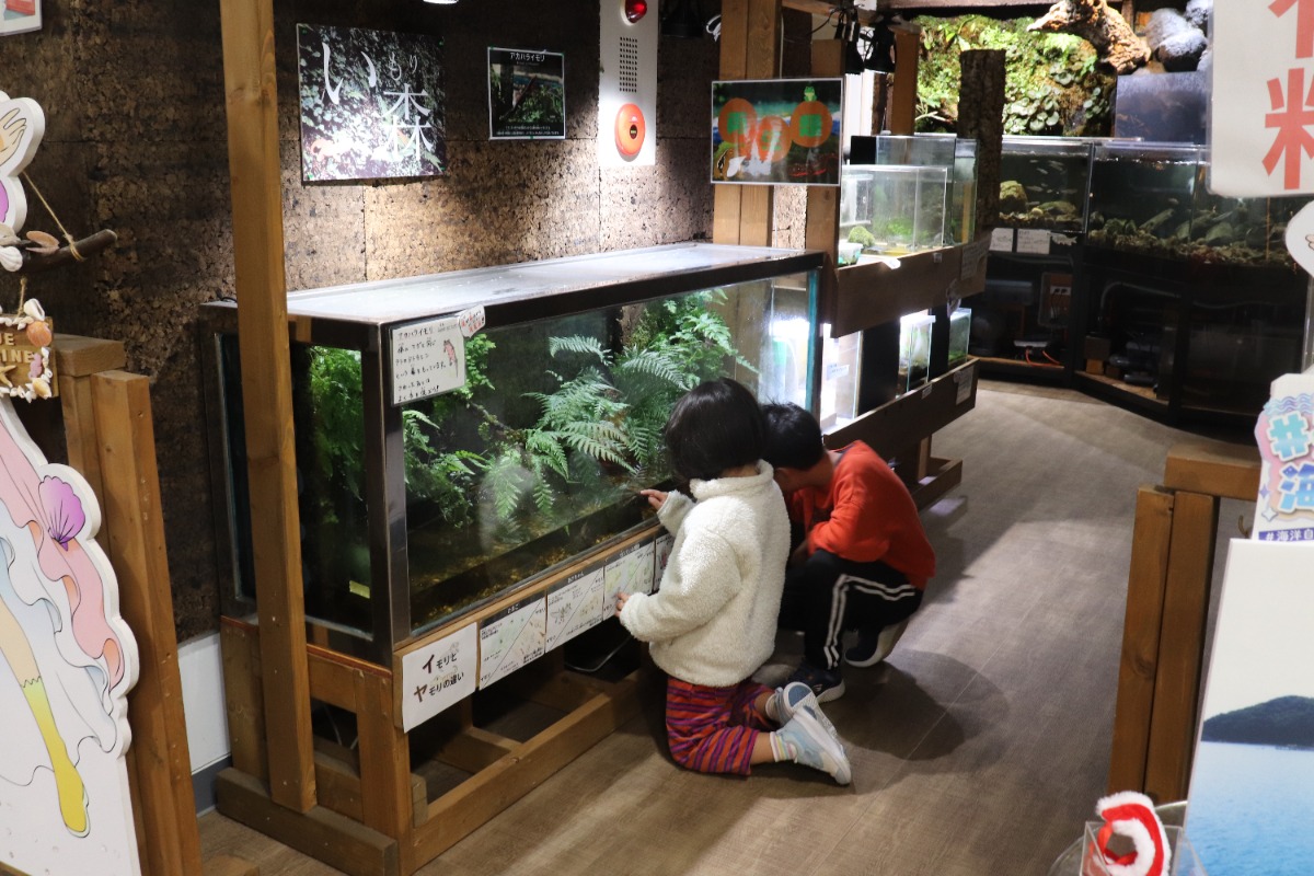 【徳島のおでかけ情報】海中観光船ブルーマリン号の「バレンタインナイトクルーズ2026」ロマンチックな夜の海でステキな思い出を