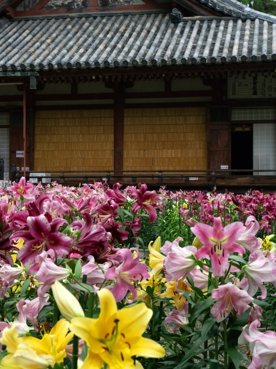 古刹「松尾寺」で華やかに咲き誇るカサブランカ。6月下旬頃開花の見込み【大和郡山市】
