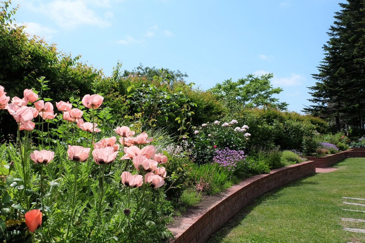 バラの花と香り｜2024 北海道のローズガーデン15選！（後編）