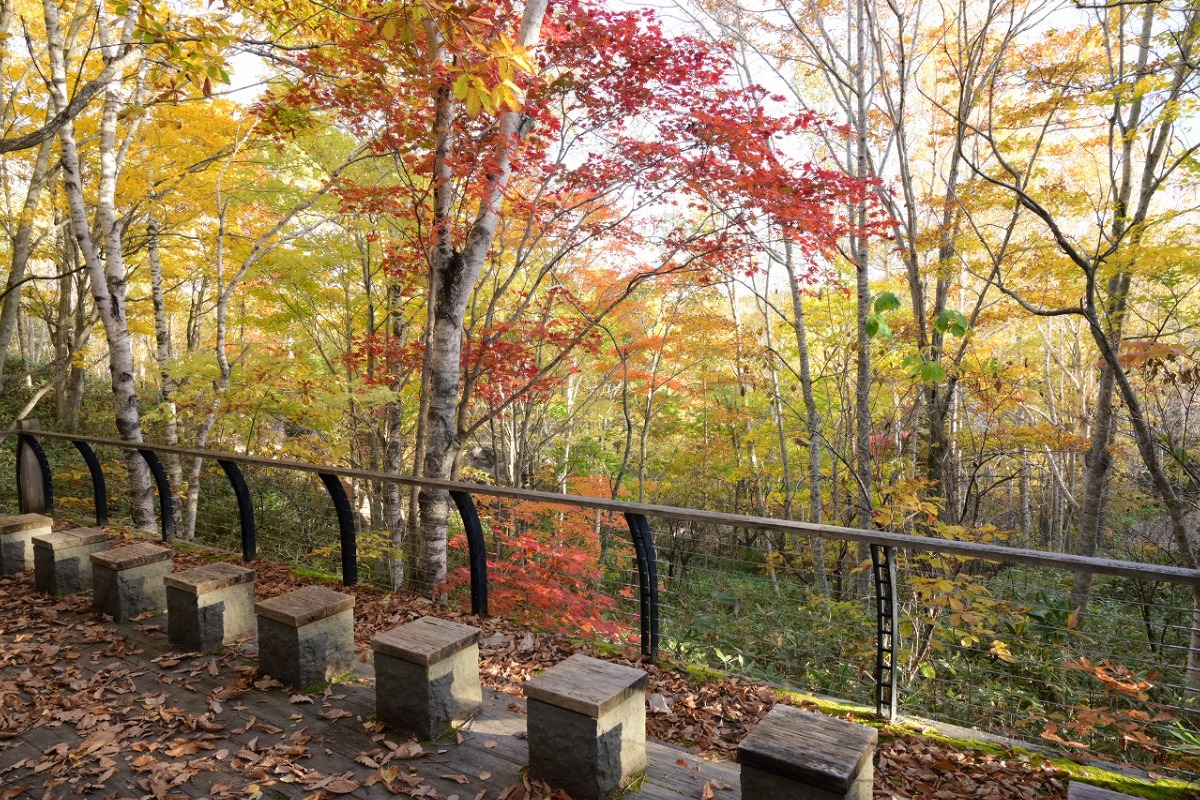 紅葉が見頃!札幌・滝野すずらん丘陵公園『たきの紅葉まつり』10/26(日)まで開催中!