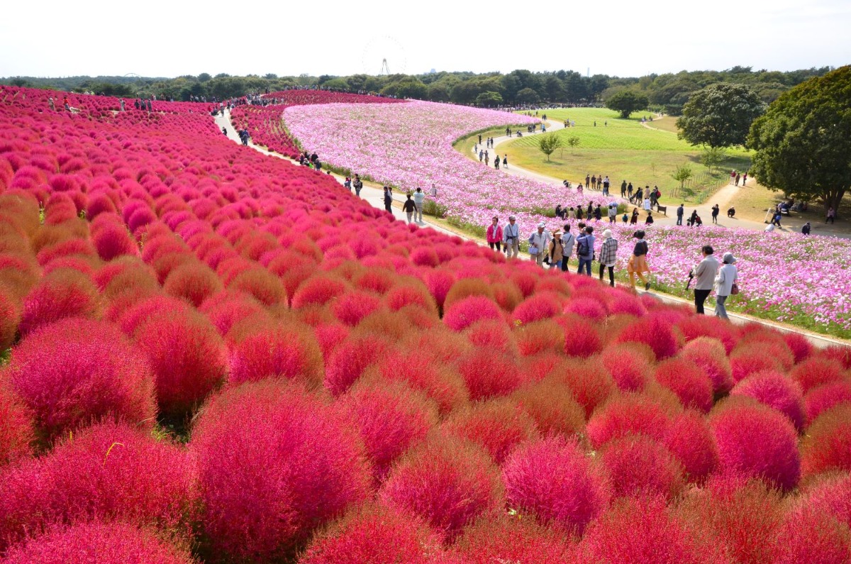 茨城・ひたち海浜公園の10月は秋を楽しむ「コキアカーニバル」開催中！