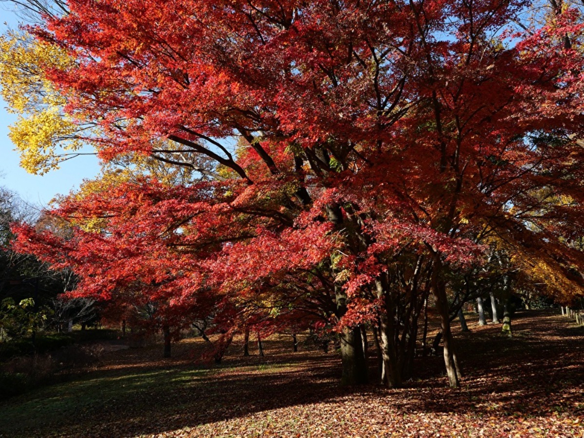 紅、オレンジ、黄色、いろんな秋色が楽しめる公園【紅葉2022｜奈良県営馬見丘陵公園｜広陵町・河合町】