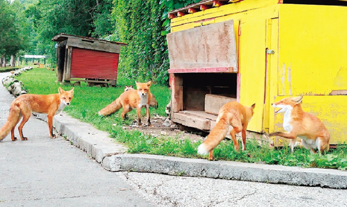 春から夏のオホーツク案内｜北見市　春はツツジ、夏には和ハッカと、 香りと色彩に包まれるまち