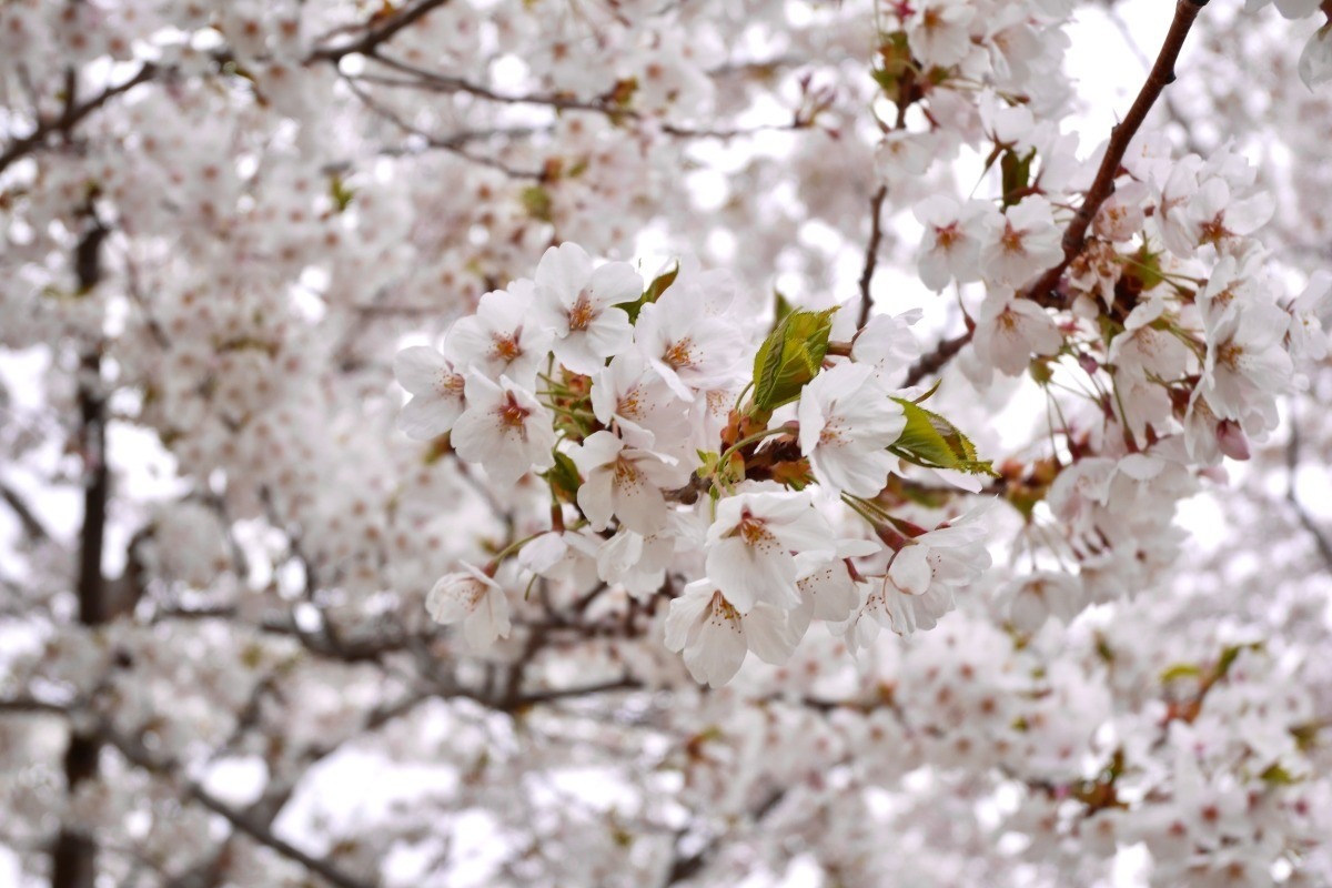 2025 北海道のお花見・桜の名所②｜札幌エリア