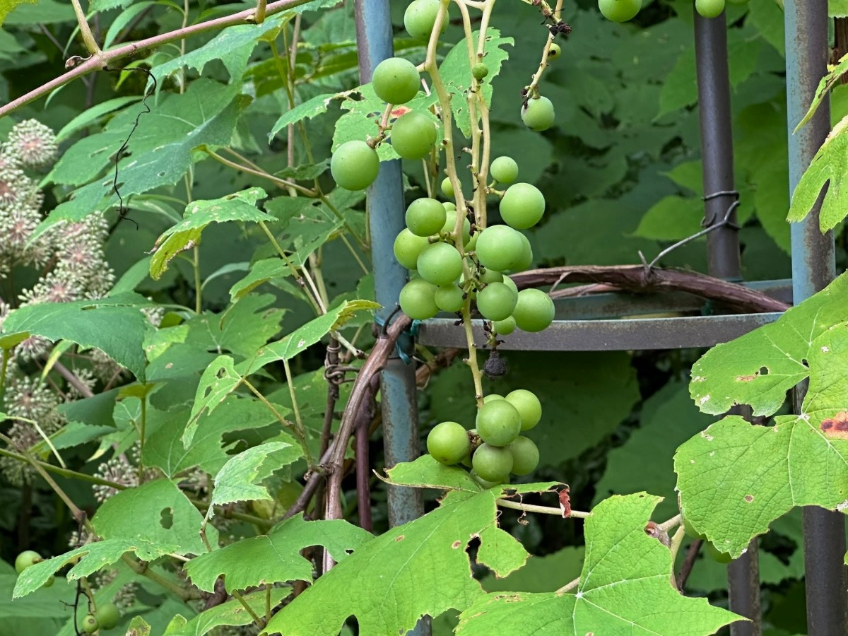 北海道の庭｜今週の花　夏の終わりの‟実もの”たち