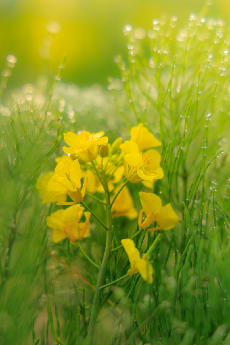 丘陵地を彩る黄色い花「たきかわ菜の花まつり」5月18日より開催