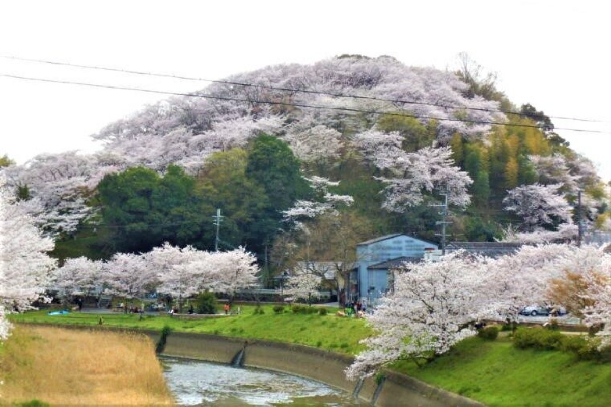 奈良の桜名所・見どころガイド2023（北・西エリア編）