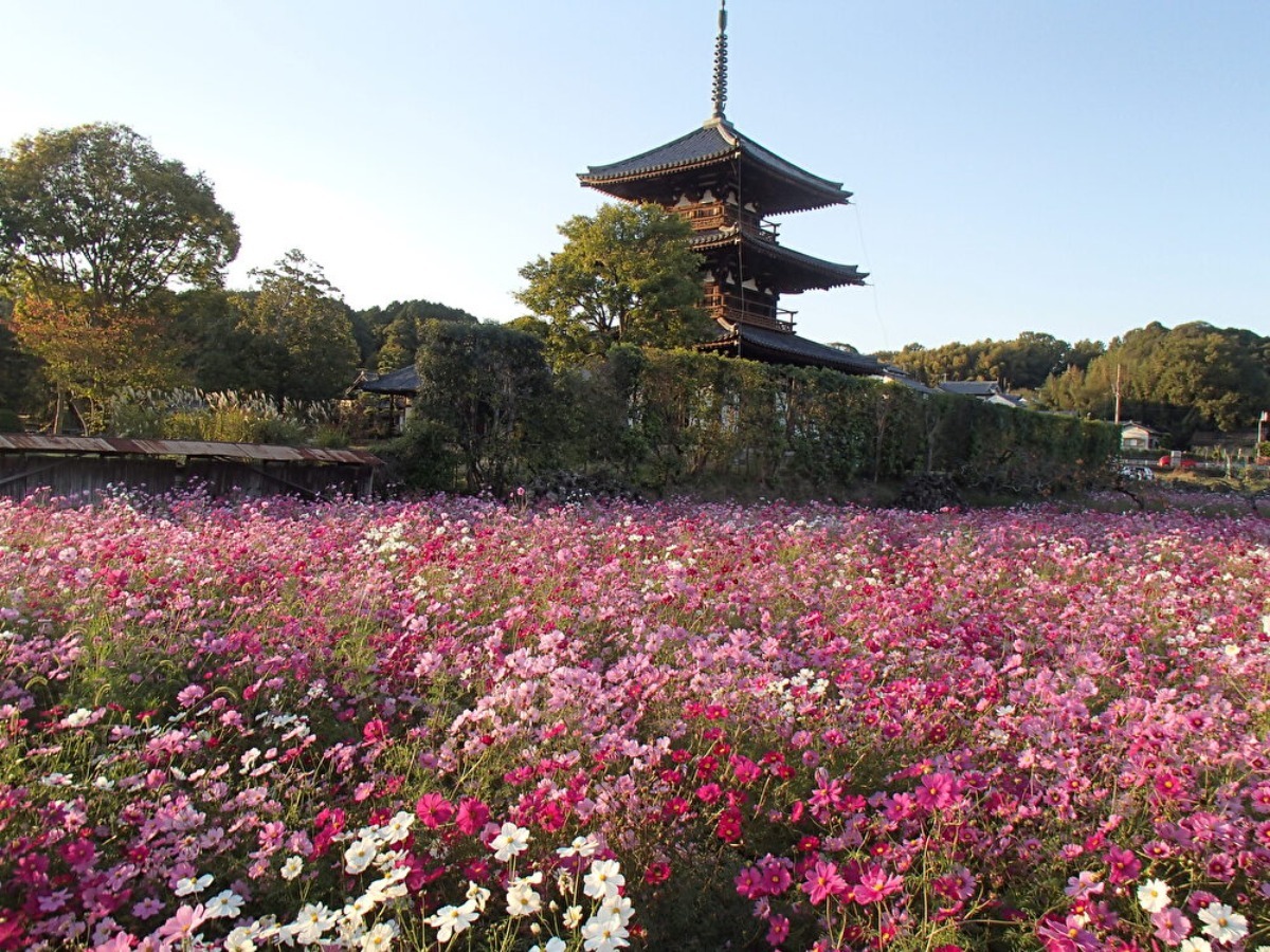 【奈良の秋の花2023】奈良の秋を彩る秋の花スポットまとめ