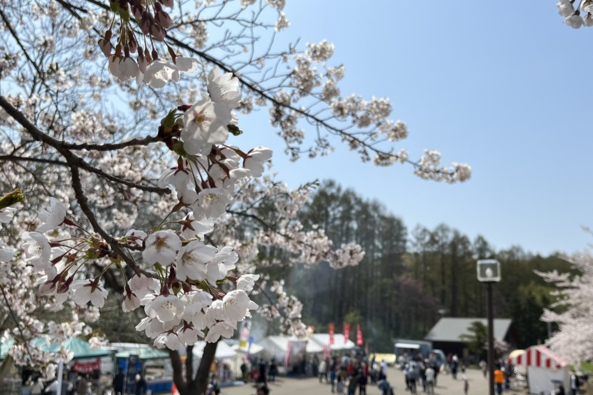 2025 北海道のお花見・桜の名所 ③｜登別・静内ほか各地