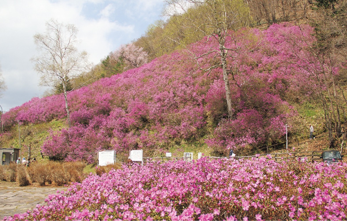 春から夏のオホーツク案内｜北見市　春はツツジ、夏には和ハッカと、 香りと色彩に包まれるまち