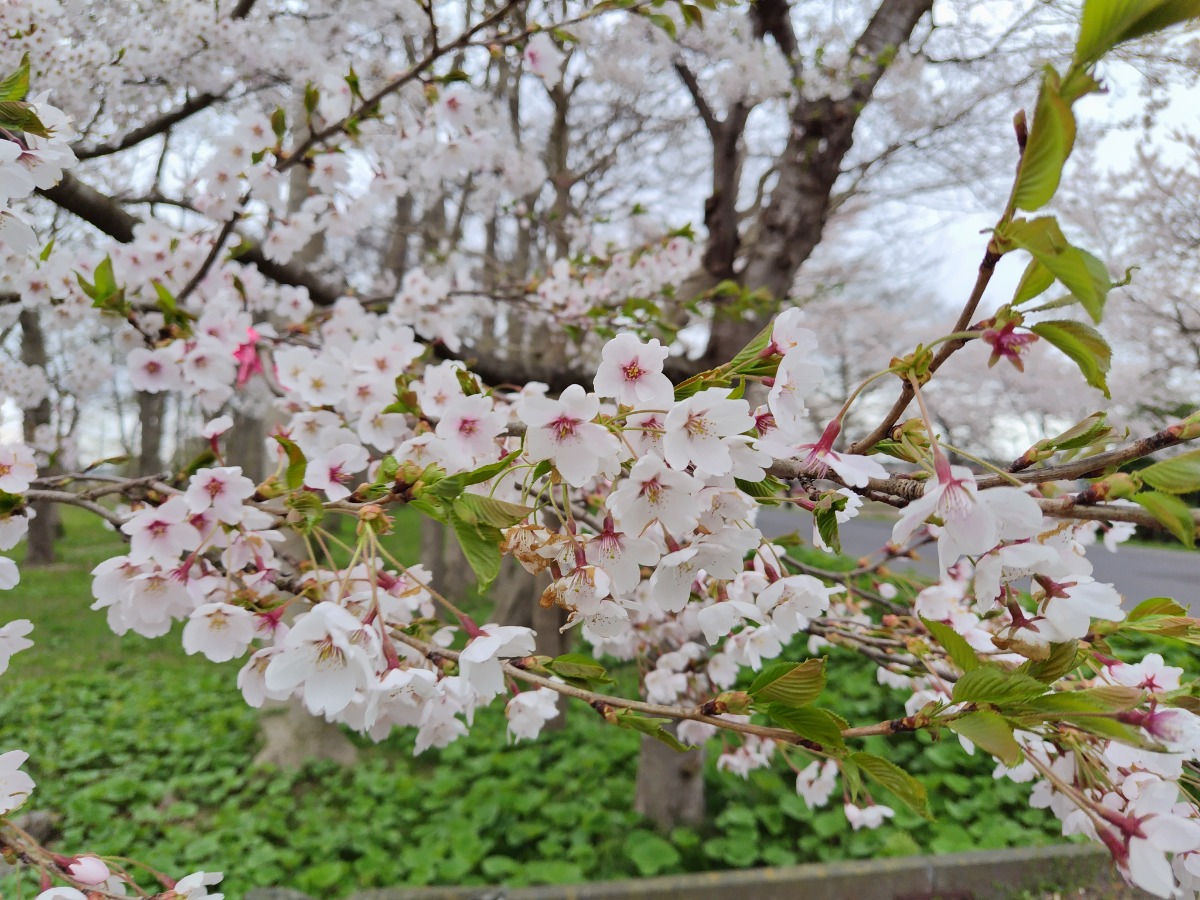 青森で「ハートの桜」に出会う。