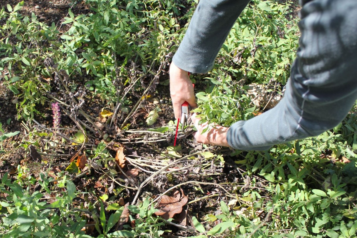 北海道 宿根草の育て方｜9月　初秋の庭の管理と秋植え球根