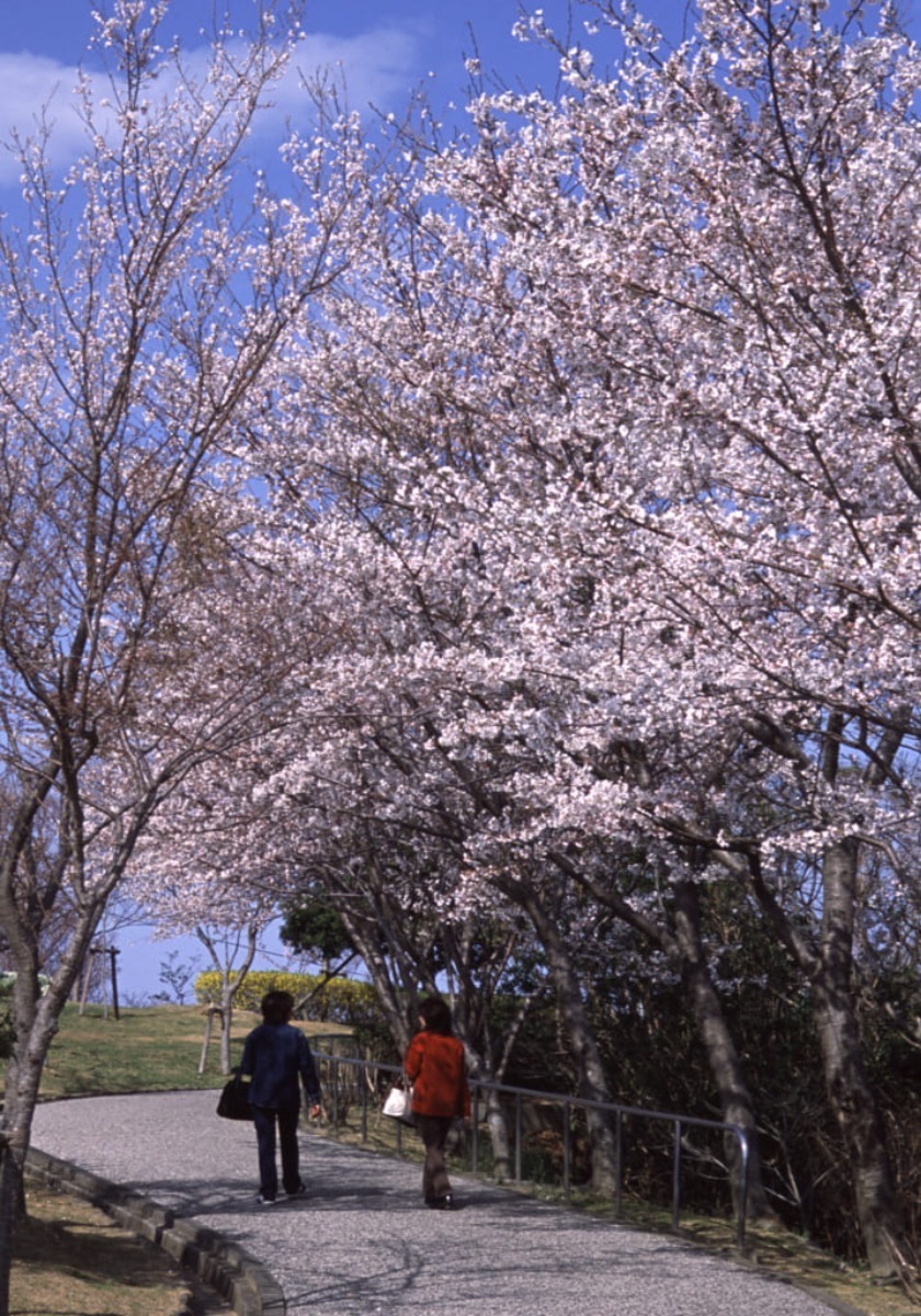 【2024年最新版】徳島のお花見スポット・桜の名所34選