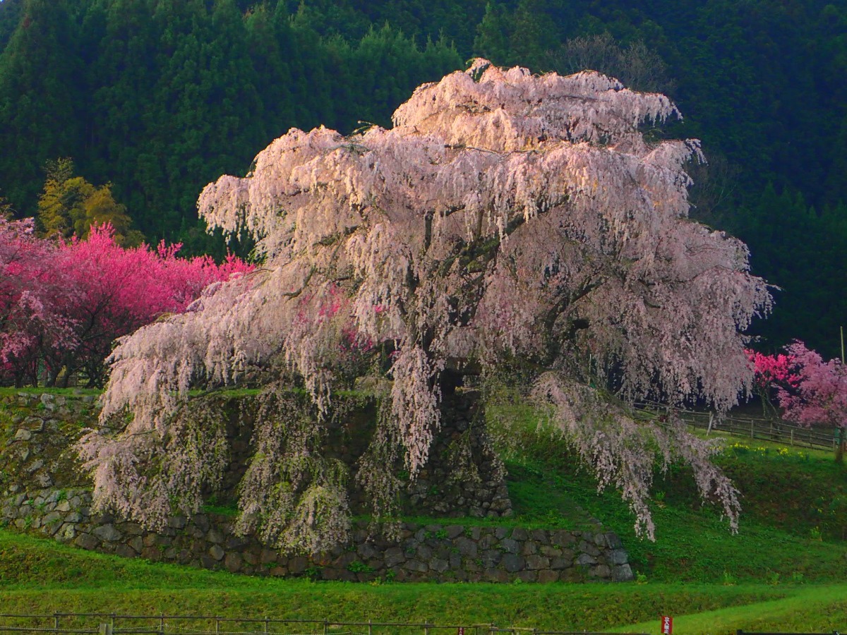又兵衛桜をイメージした、麗しかき氷【KARAKU（カラク）/奈良市】