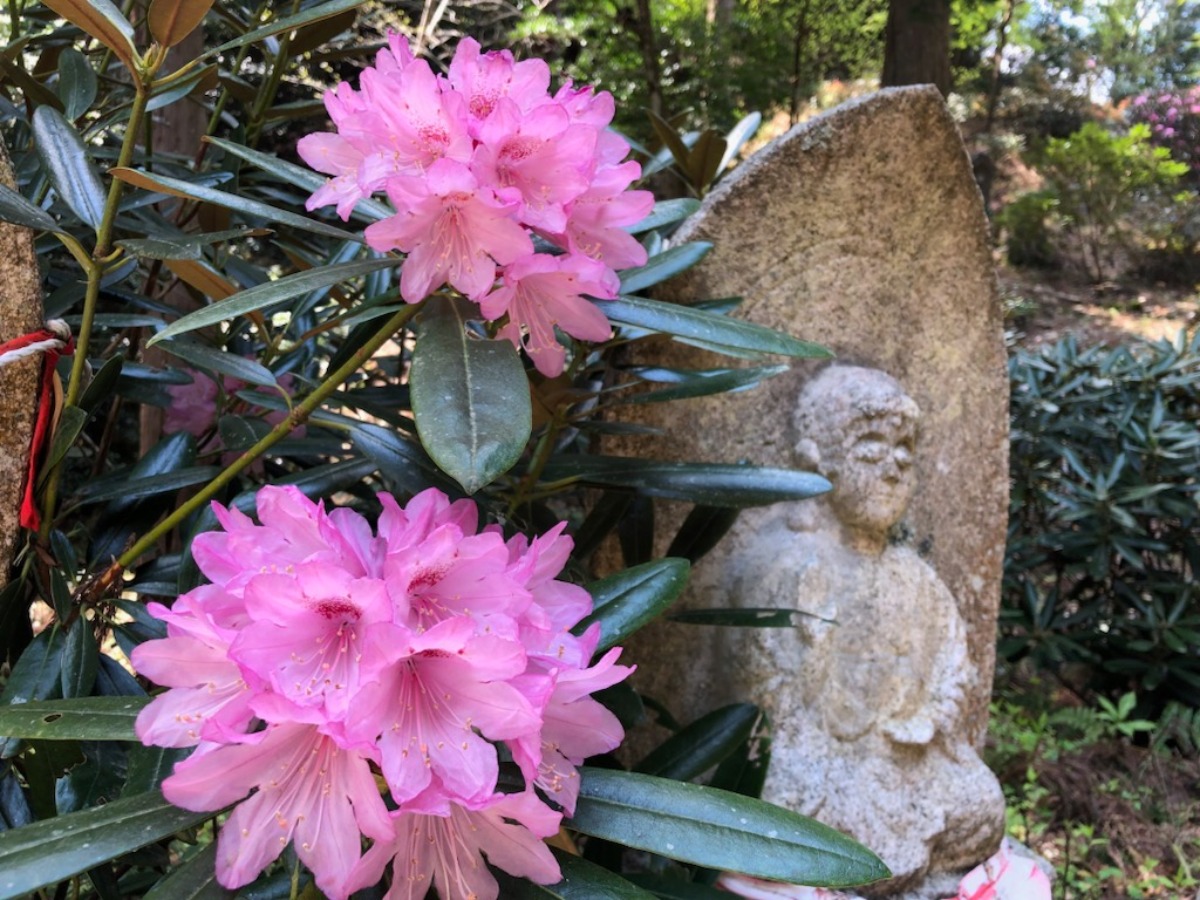 女人高野「室生寺」を彩るしゃくなげが見頃【宇陀市】
