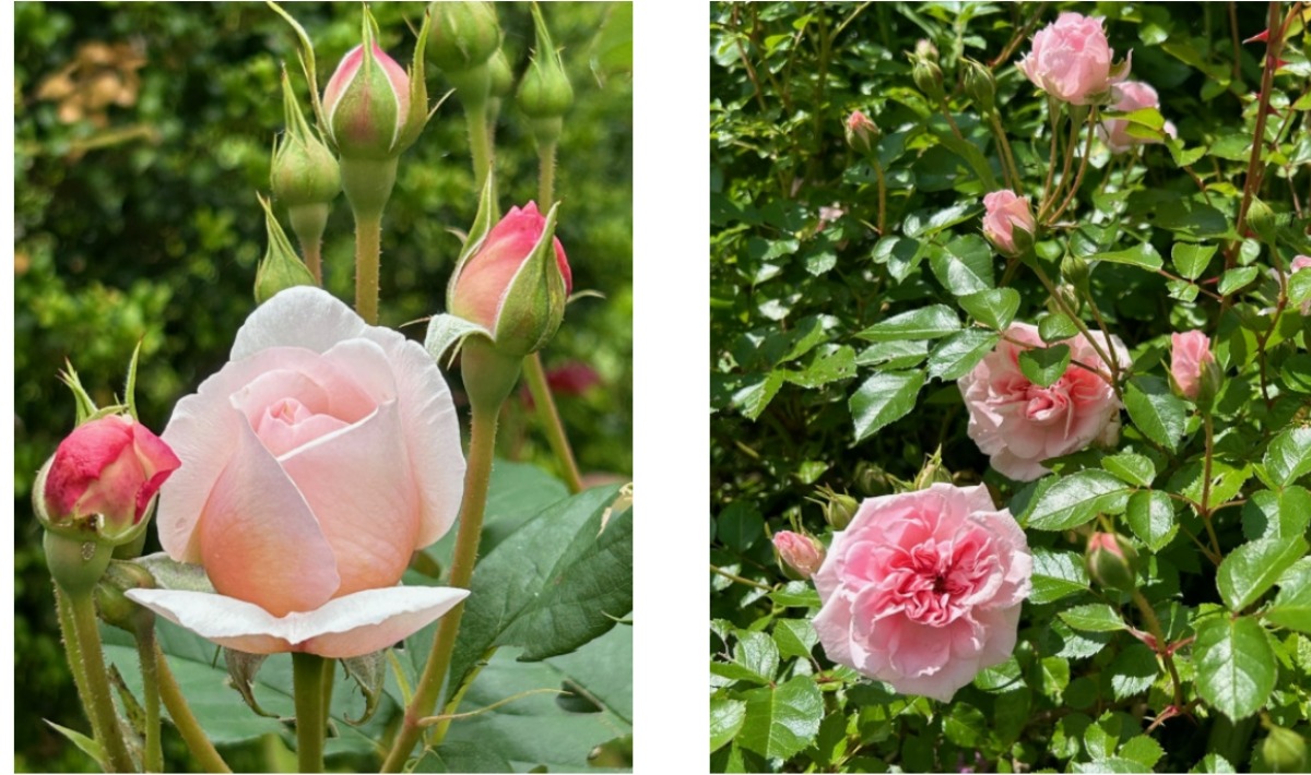 北海道の庭｜今週の花　バラの季節