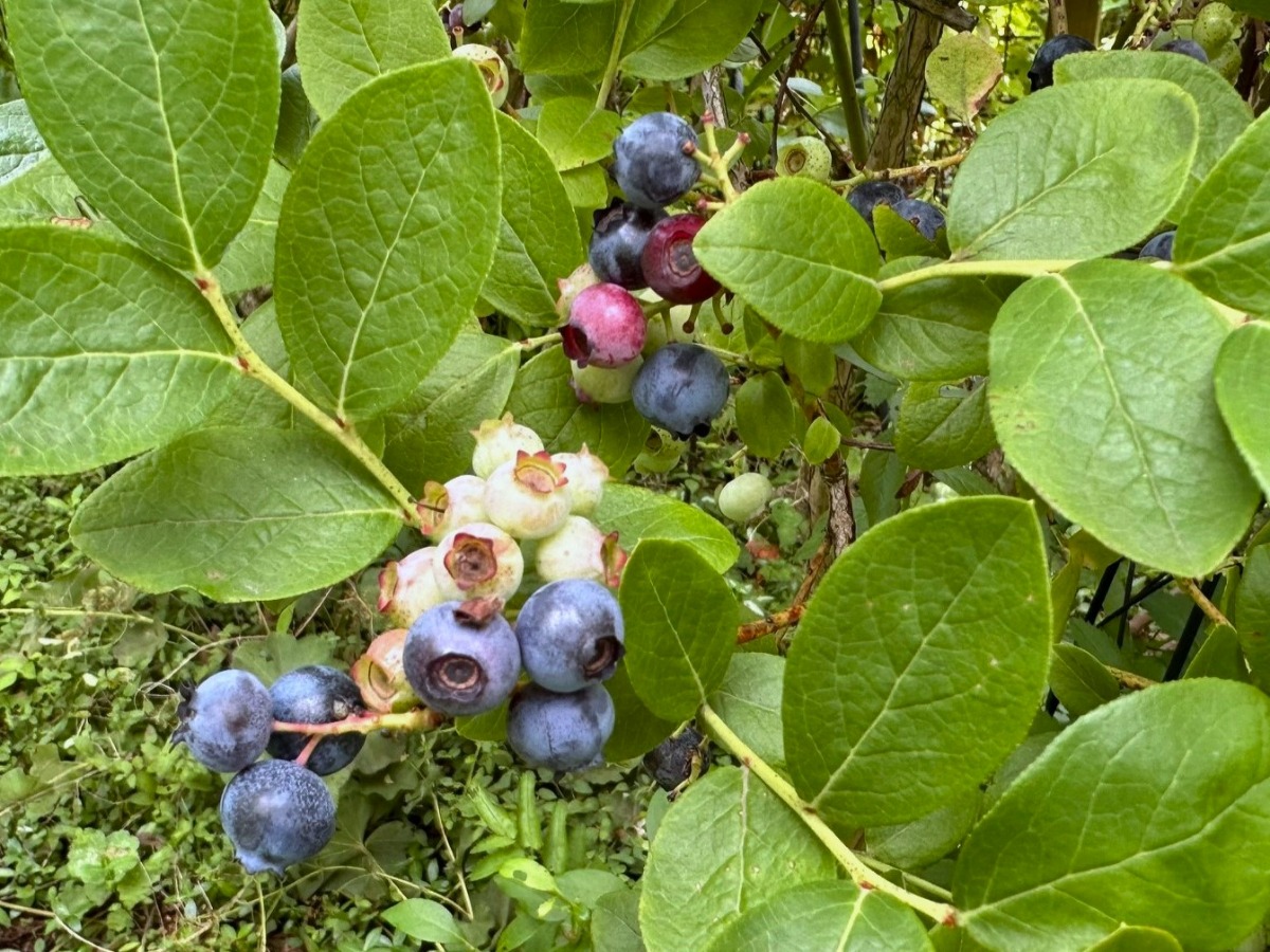 北海道の庭｜今週の花　夏の終わりの‟実もの”たち