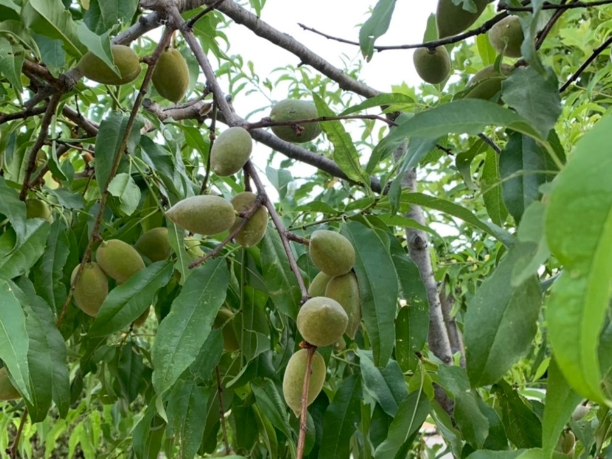 ハーバルライフ｜フランスの旅で感じた、植物のある暮らし