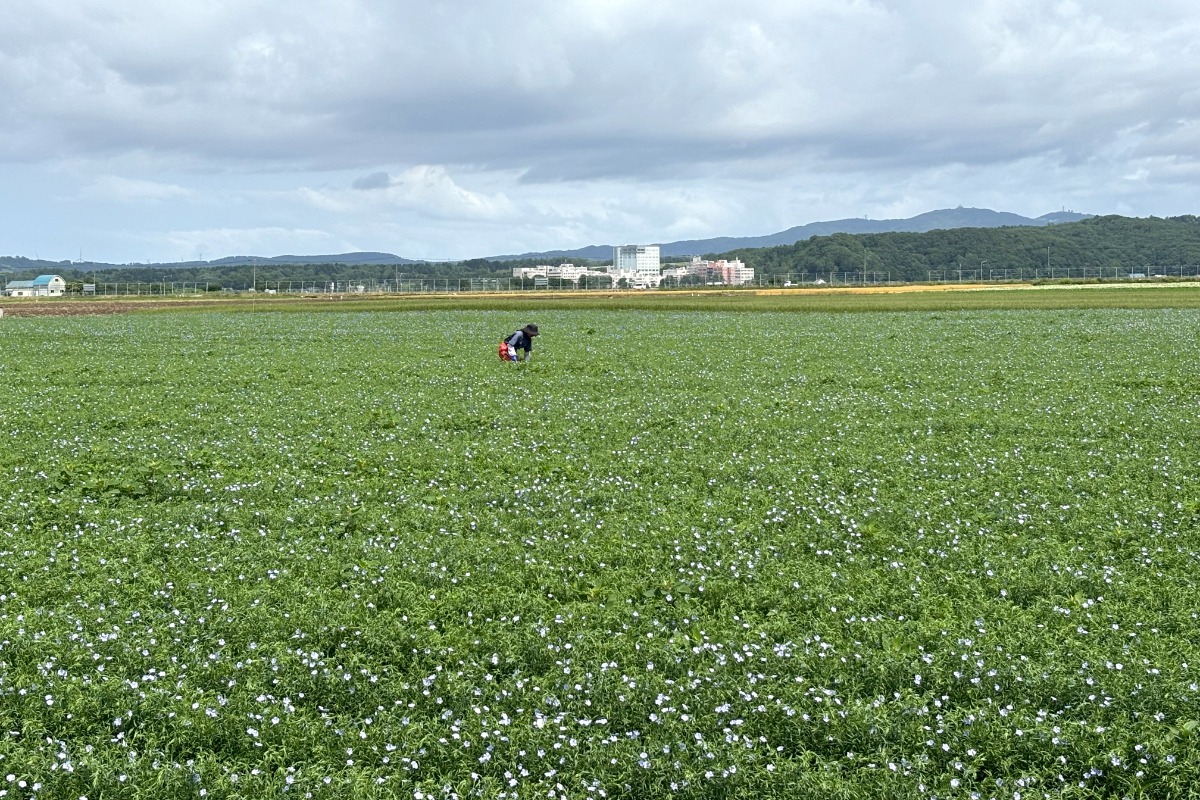 薄紫の亜麻色の風景と、亜麻栽培を北海道の産業に ～当別町 亜麻公社