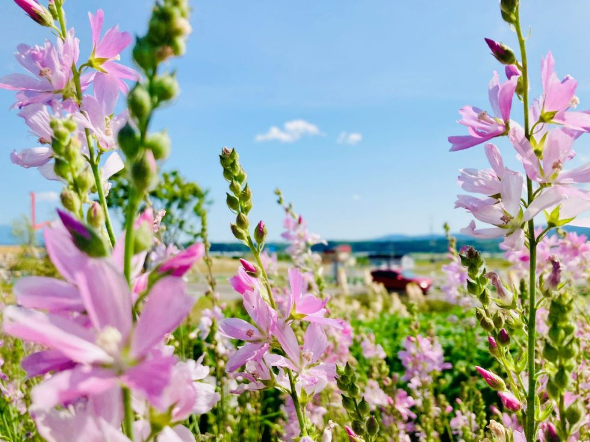 【PR】東神楽町｜四季の彩りに癒される、約70種類の花咲く合葬墓