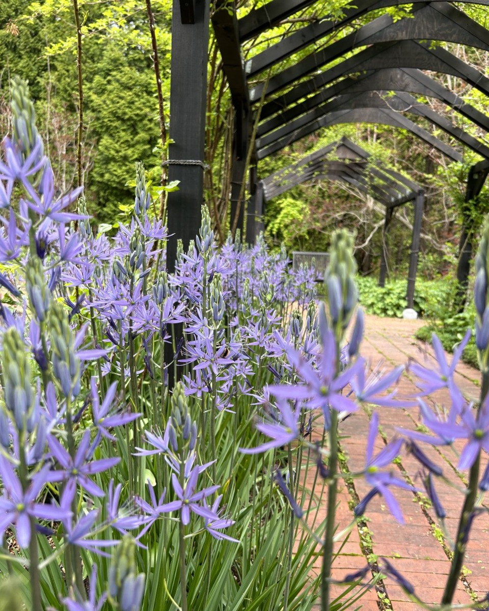 北海道 宿根草の育て方｜9月　初秋の庭の管理と秋植え球根